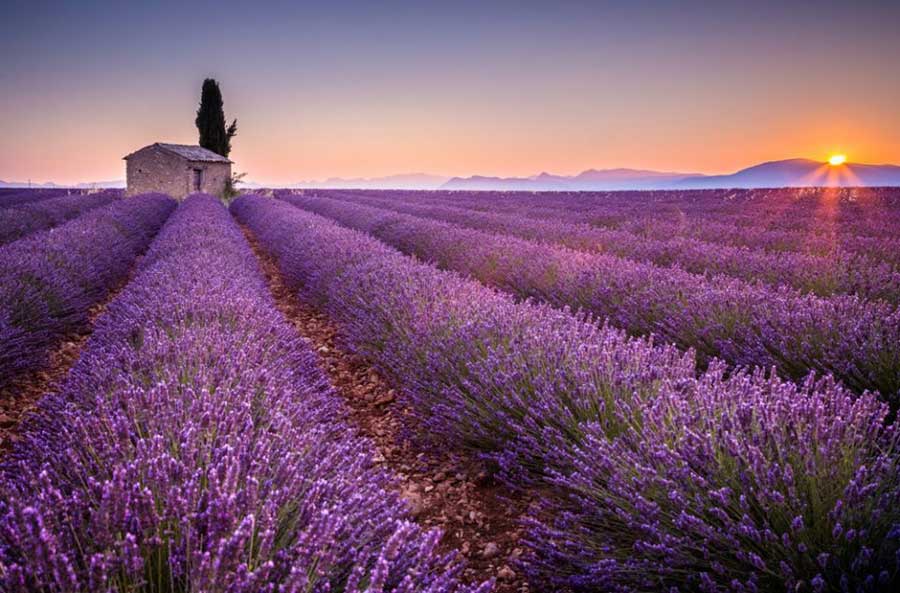 Lavendar field in Kuyucular